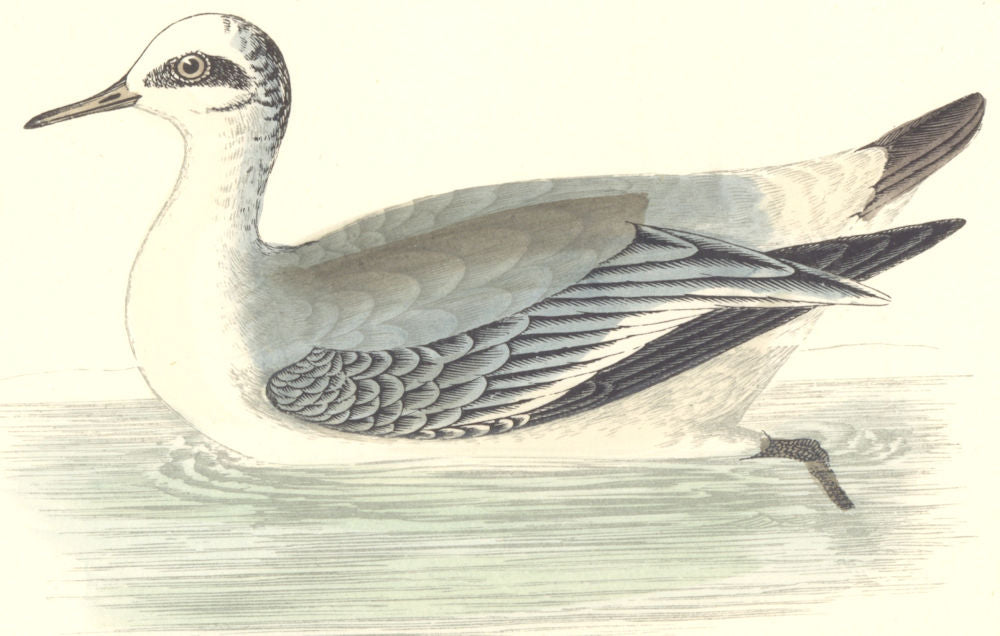 BIRDS. Grey Phalarope. Found in Europe. USA. Asia (Morris) 1880 old print